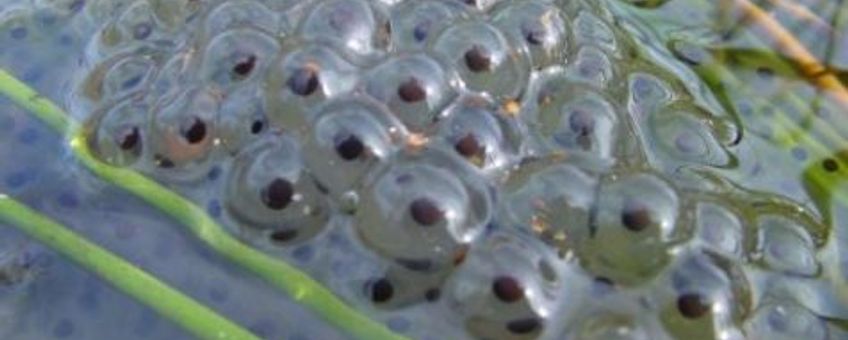 Bruine kikker eitjes