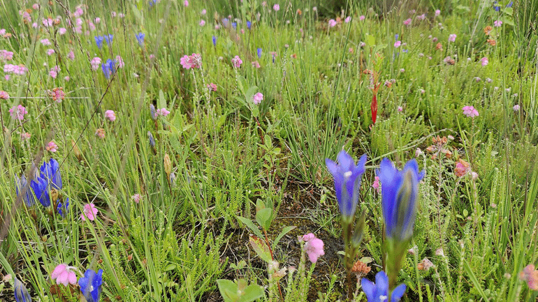 Planten als dopheide en klokjesgentiaan groeien hier weer
