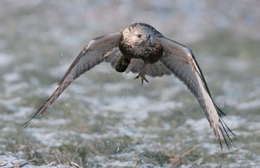 Ruigpootbuizerd met een veldmuis als prooi.