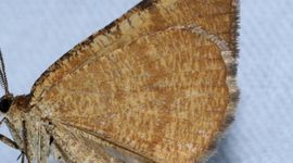 bosbesbruintje - primair