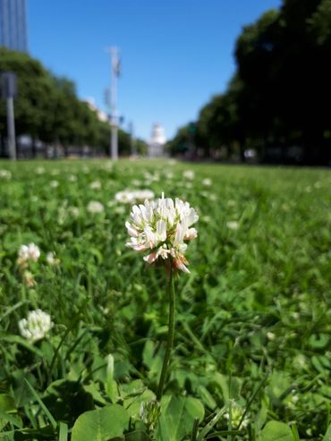 White clover is widespread in urban areas worldwide