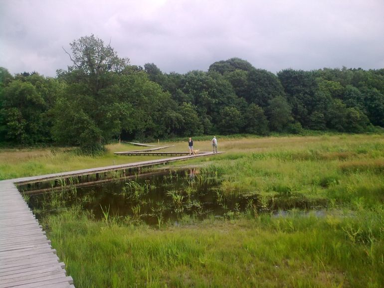 Het Renkums beekdal is een van de natuurherstelprojecten op de Veluwe