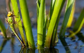 Christophe Brochard groene glazenmaker vrouw - primair