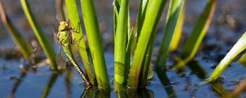 groene glazenmaker vrouw - primair