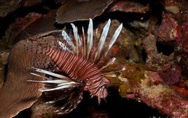 Lionfish are a threat to Dutch Caribbean reef biodiversity