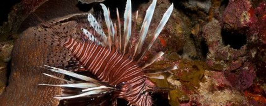 Lionfish are a threat to Dutch Caribbean reef biodiversity