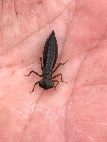 Een larve van de venglazenmaker