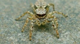 Schorsmarpissa (Marpissa muscosa)