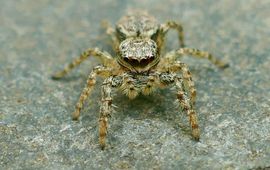 Schorsmarpissa (Marpissa muscosa)