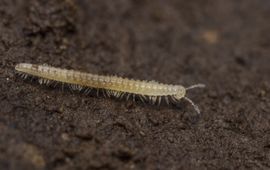 Anne Krediet Brachychaeteuma bagnalli