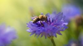Bij op bloem