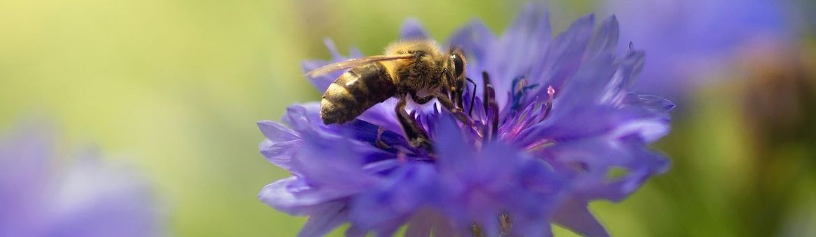 Bij op bloem