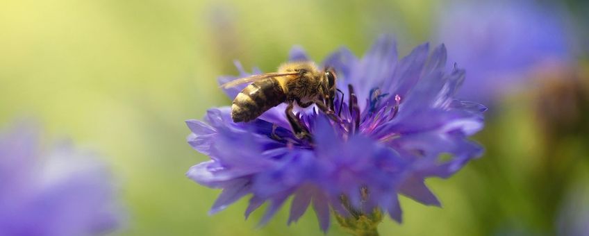 Bij op bloem