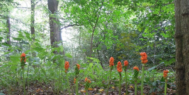 De oranje bessen van gevlekte aronskelk verkleuren in de nazomer van groen naar oranje