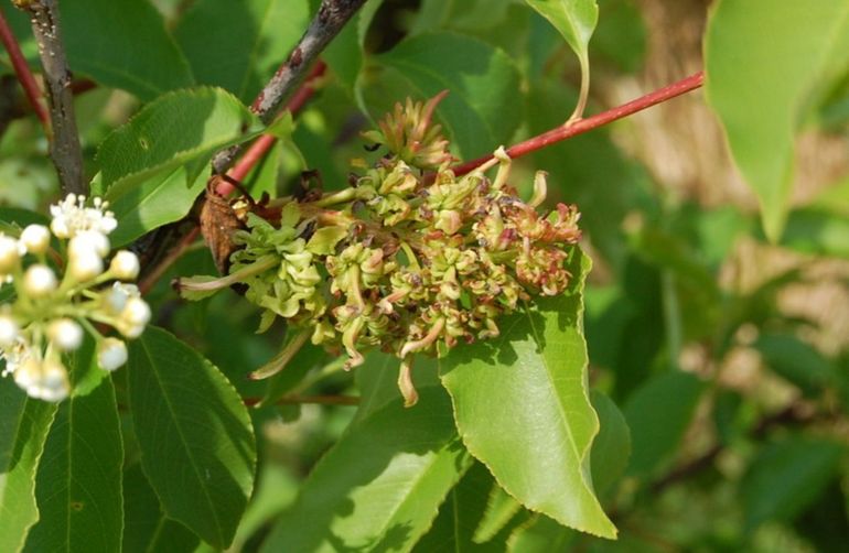 Door Taphrina farlowii aangetaste bloeiaar