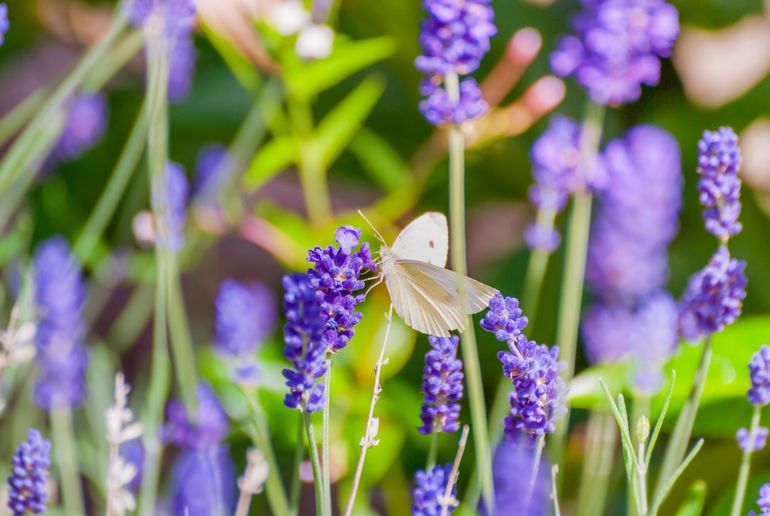 Lavendel is ideaal: slakken houden er niet van en vlinders zijn er gek op