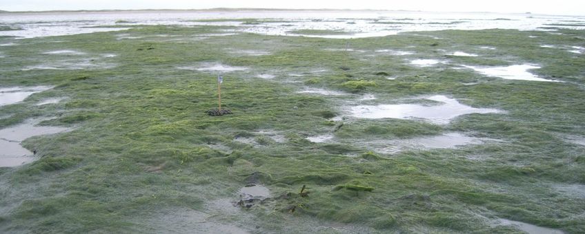 Darmwieren op een getijdeplaat op Sylt, Duitsland