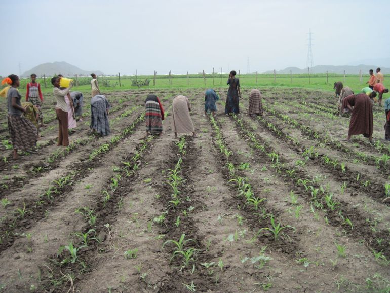 Ethiopische boeren, onder wie veel vrouwen, aan het werk op de sorghumvelden