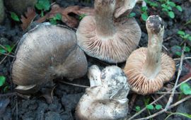 Zilverige satijnzwam. Entoloma saundersii