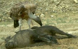 ARK Vale gier op dood wild zwijn.