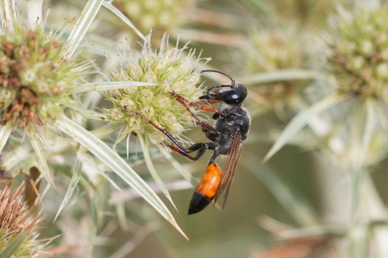 Sabelsprinkhanendoder, een vrouwtje met de kenmerkende rode voorpoten