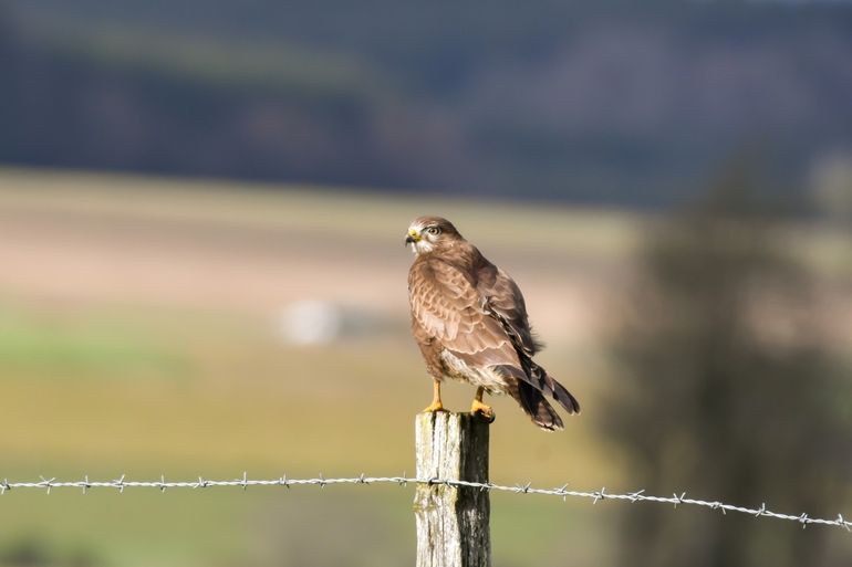 Nature Today Buizerds Overspoelen Ons Land