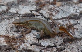 Willem van Kruijsbergen, Saxifraga Vinpootsalamander