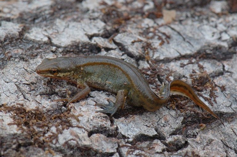Dat vinpootsalamanders op het land weinig worden gezien, heeft natuurlijk ook met hun onopvallende uiterlijk te maken