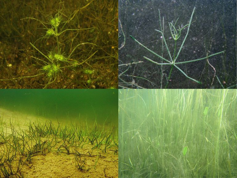 De onderzoekers troffen allerlei interessante onderwaterplanten aan in diepe zandwinplassen in Noord-Brabant, ook Rode Lijstsoorten, zoals: groot boomglanswier (Tolypella prolifera), sterkranswier (Nitellopsis obtusa), drijvende waterweegbree (Luronium natas) en pilvaren (Pilularia globulifera). Soorten van linksboven met de klok mee