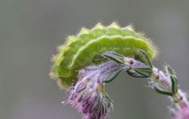 groentje lead rups saxifraga