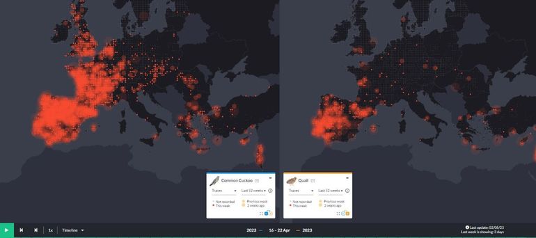 Op Eurobirdportal.org is te zien hoe er in de derde week van april in Noordwest-Europa al veel koekoeken aanwezig zijn (links), terwijl de bulk kwartels nog onderweg is naar het noorden (rechts)
