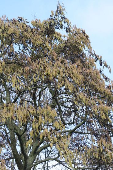 Zwarte els vol in de katjes