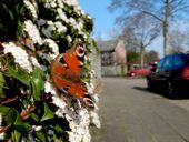 Dagpauwoog, hier op de in de winter bloeiende Viburnum