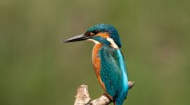 IJsvogel