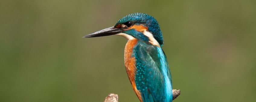 IJsvogel