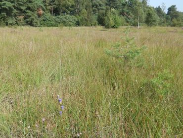 Vergraste heide waar klokjesgentiaan zich met moeite staande kan houden