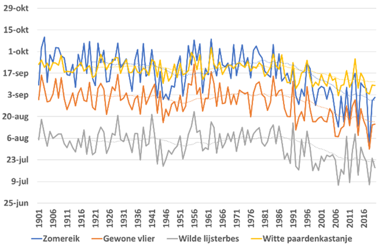 Jaarlijks berekende start van vruchtenrijping voor de jaren 1901 tot en met 2020 voor zomereik, gewone vlier, wilde lijsterbes en witte paardenkastanje. De stippellijnen geven het voortschrijdend gemiddelde van 20 jaar 