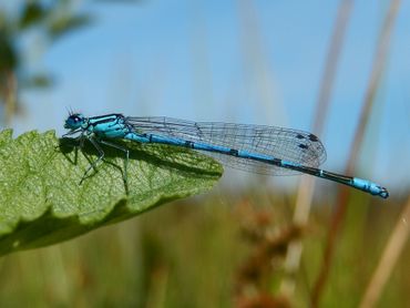 Een algemene soort als de azuurwaterjuffer wordt in de algemene routes meegenomen