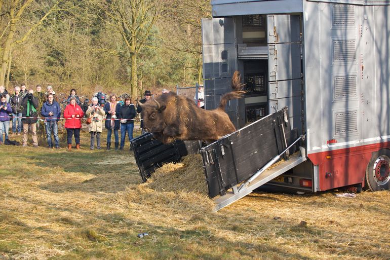 Wisent in natuurgebied de Maashorst