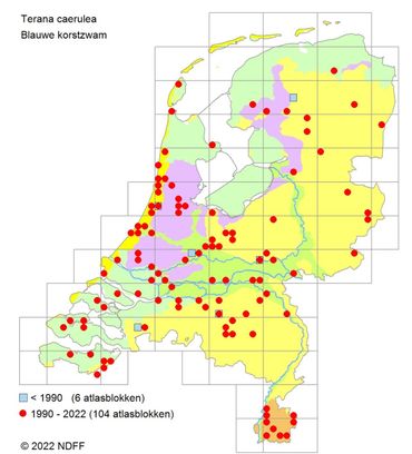 Verspreidingskaartje Blauwe korstzwam in 2022