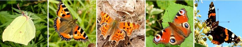 De vlinderoverwinteraars die nu het meest worden gezien. Van links naar rechts: citroenvlinder, kleine vos, gehakkelde aurelia, dagpauwoog en atalanta