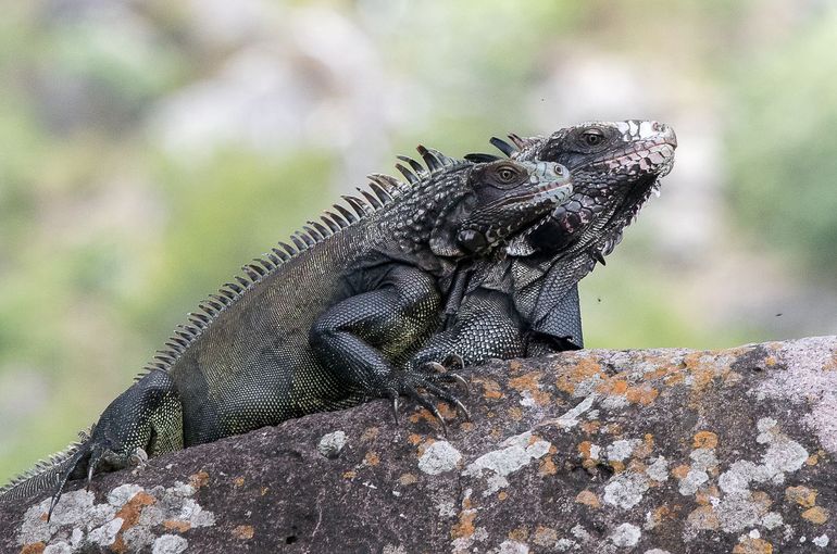 Een vrouwelijke (vooraan) en mannelijke leguaan op Saba