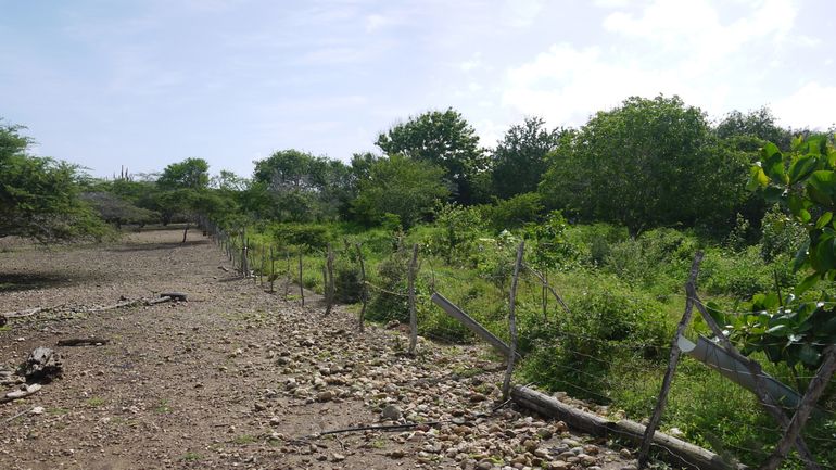 Herbebossingsprojecten helpen in de strijd tegen klimaatverandering. Rechts toont een omheind stuk land op Bonaire waar loslopend vee niet in kan. De linkerkant heeft toegang tot loslopend vee en toont een overbegraasd stuk land waar begroeiing weinig kans op overleving heeft