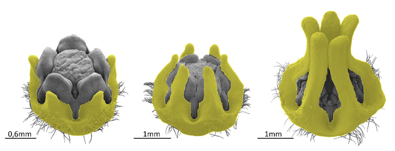 SEM images of developing reproductive organs of the parachute plant Ceropegia sandersonii with progression in time from left to right. The corona is highlighted in yellow