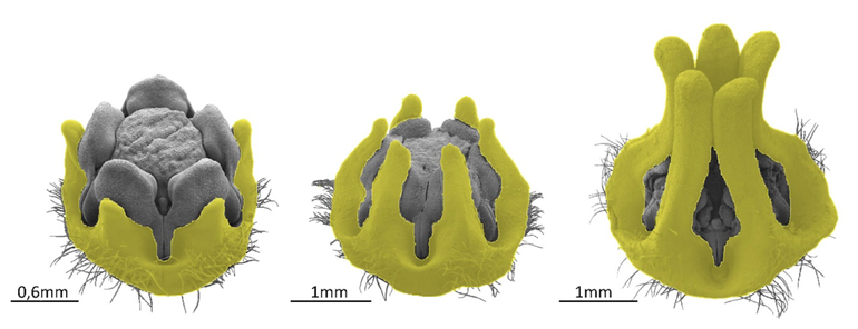 SEM-foto’s van de corona (geel gekleurd) in bloemen van verschillende ontwikkelingsfases van de parachuteplant Ceropegia sandersonii