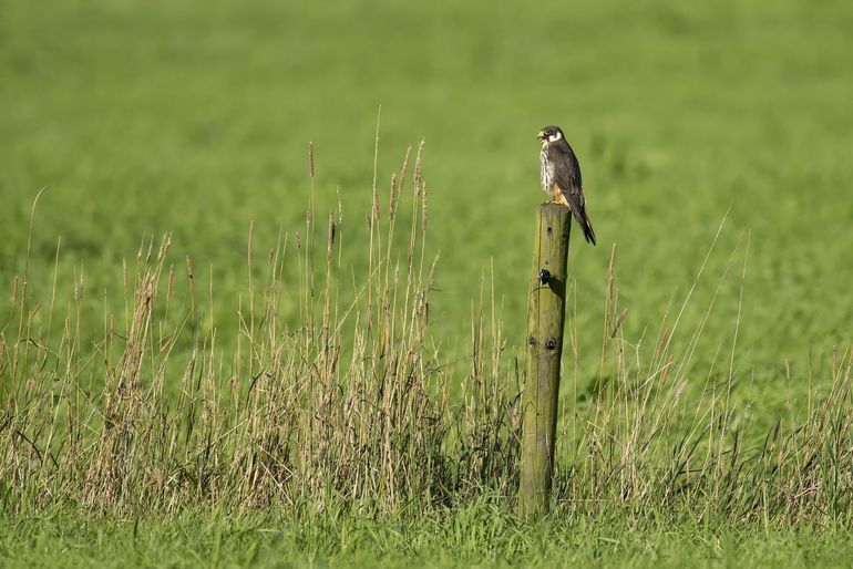 The tree hawk will return to the Netherlands in May