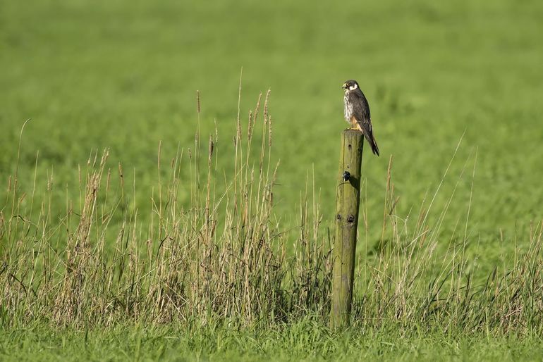 In mei is de boomvalk weer terug in Nederland