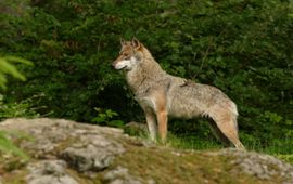 Wolf