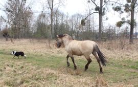 Deze konikhengst heeft er geen zin meer in en stuurt de hond weg. Een volgende bezoeker treft een alerte hengst aan