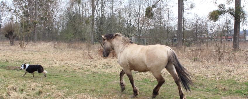 Deze konikhengst heeft er geen zin meer in en stuurt de hond weg. Een volgende bezoeker treft een alerte hengst aan